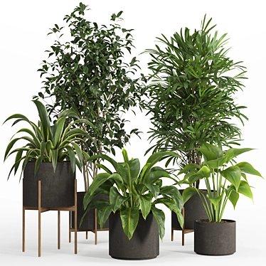 PBR Indoor Plant Set 022 3D model image 1 