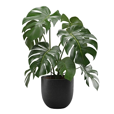 Tropical Monstera Houseplant 4K 3D model image 1 