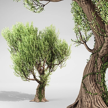 Mediterranean Olive Tree Vines 3D model image 1 