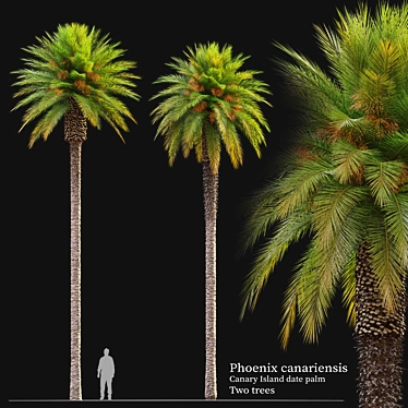 Canary Island Date Palm Trees 3D model image 1 