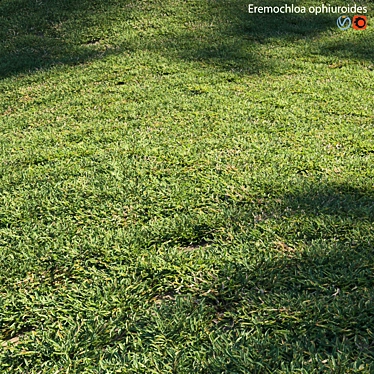 Grass Plant Model Set 3D model image 1 