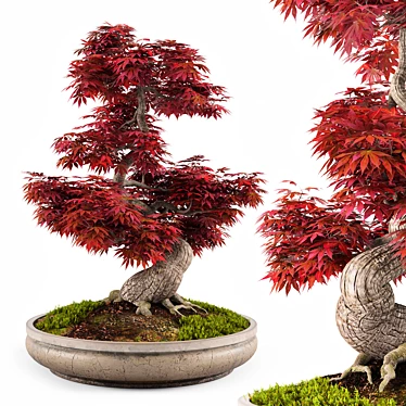 Miniature Bonsai Japanese Maple Tree 3D model image 1 