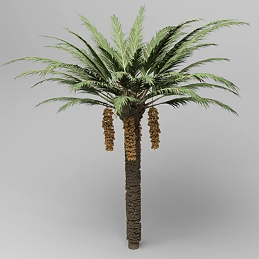 Natural Date Palm Tree Model 3D model image 1 