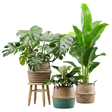 Exotic Indoor Plant Collection Pack 3D model image 1 