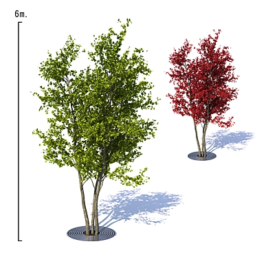 City Maple Trees with Grate 3D model image 1 