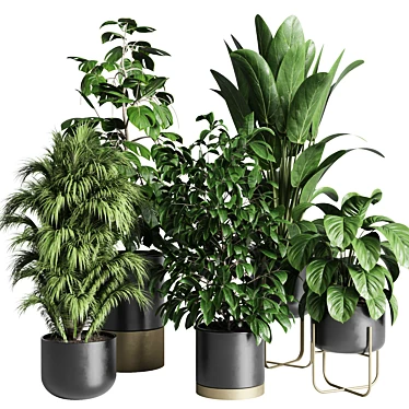 Modern Indoor Plant Collection Export 3D model image 1 