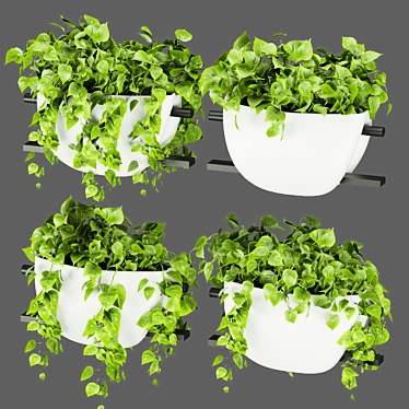 Pothos Hanging Plant Collection 3D model image 1 