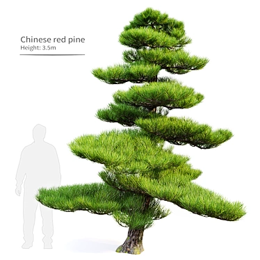 Manchurian Red Pine 3D Model 3D model image 1 