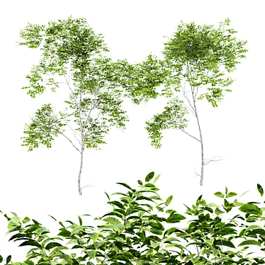 Variabilis Quercus Tree Models Set 3D model image 1 