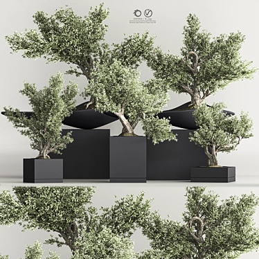 Mini Bonsai Plant Set 3D 3D model image 1 