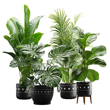 Exotic Indoor Plants Pack 17 3D model image 1 