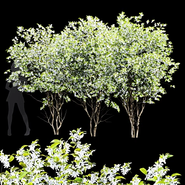 Detailed Amelanchier Lamarckii Tree Model 3D model image 1 