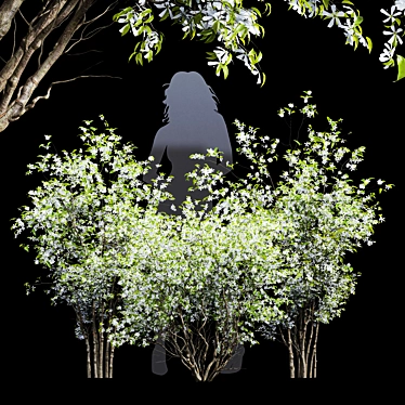 Premium Amelanchier Lamarckii Bush 3D Model 3D model image 1 