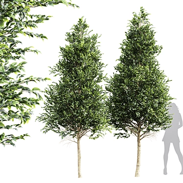 High Detail Carpinus Betulus Tree 3D model image 1 