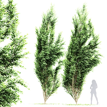 Windblown Carpinus Betulus 3D Model 3D model image 1 