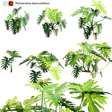 Philodendron Selloum 3D Model Archive 3D model image 1 