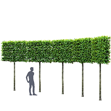 European Beech Pleached Trees 3D model image 1 