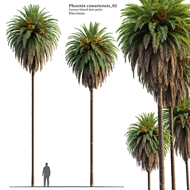 Canary Island Date Palm Duo 3D model image 1 