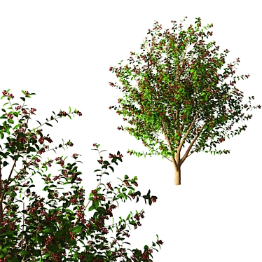 Cherry Tree - 3.5 Meters 3D model image 1 