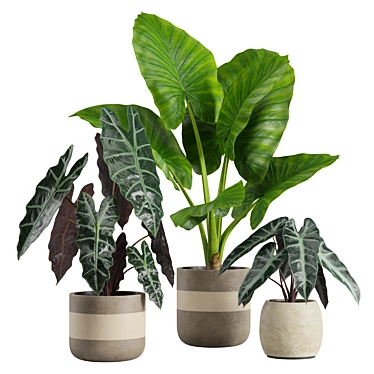 Exotic Alocasia Plants Set 3D model image 1 