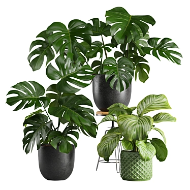 Exotic Interior Plants Bundle 3D model image 1 