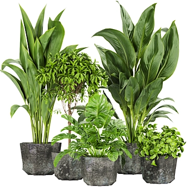 Quality Indoor Plant Collection - Monstera, Peace Lily, Pothos 3D model image 1 