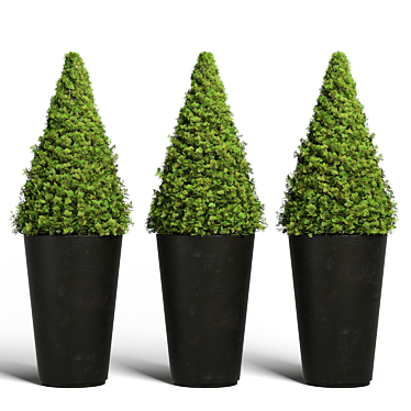 Topiary Cypresses in Modern Planters - Set 02