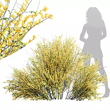 Detailed Cytisus Scoparius Plant Model 3D model image 1 