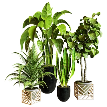 Green Oasis Indoor Plant Set 3D model image 1 