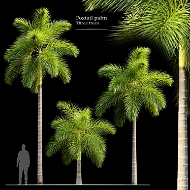 Wodyetia Bifurcata Palm Tree Brush 3D model image 1 