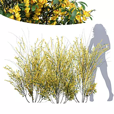 High-detail Cytisus scoparius Plant 3D model image 1 