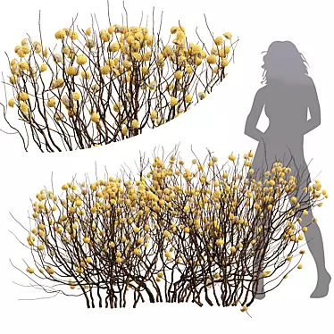 Premium Paperbush 3D Model Kit 3D model image 1 