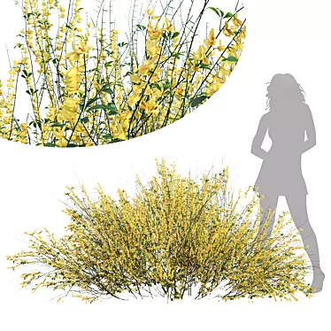 Detailed Cytisus Scoparius 3D Models 3D model image 1 