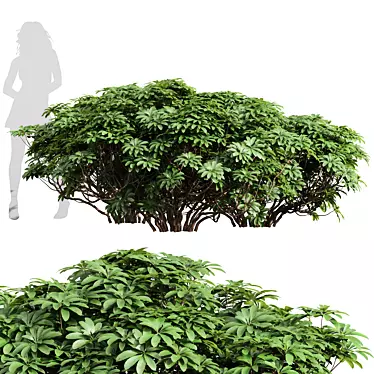  High Detail Plant 3D Models 3D model image 1 