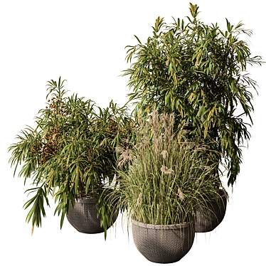 Indoor Tree Plant Set w/ Pot 3D model image 1 