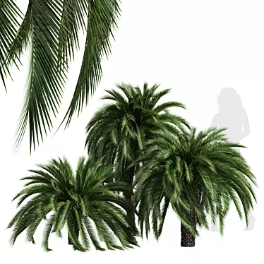 Exquisite Macrozamia Moorei Palm Collection 3D model image 1 