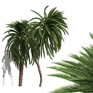 Detailed Macrozamia Moorei Palm Model 3D model image 1 