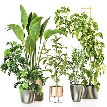 Modern Indoor Plant Collection 3D model image 1 