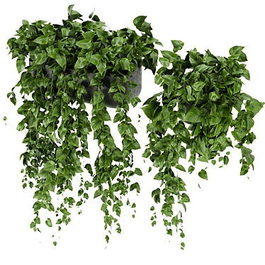 Pothos Hanging Ampelous Plant Collection 3D model image 1 