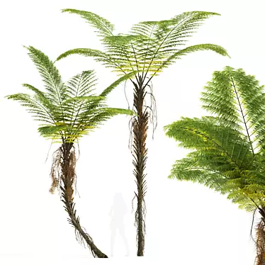 Tall Alsophila Spinulosa Fern Model 3D model image 1 