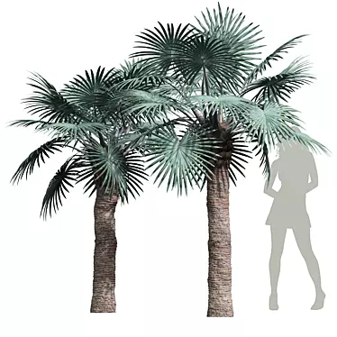 Bismarckia Nobilis Palm 3D Models 3D model image 1 