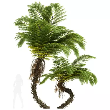 Alsophila Spinulosa Fern 3D Models 3D model image 1 