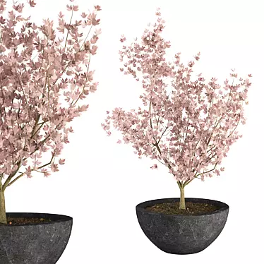 Japanese Maple Indoor Plant 3D Model 3D model image 1 