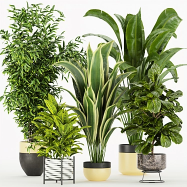 Premium Indoor Plant Collection Set 3D model image 1 