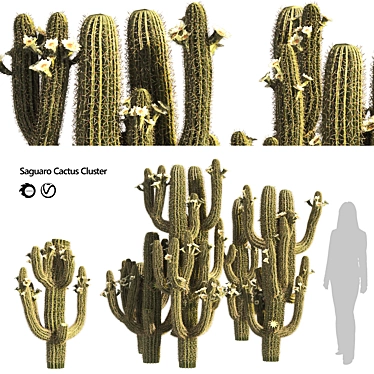 Arizona Saguaro Cactus 3D Model 3D model image 1 