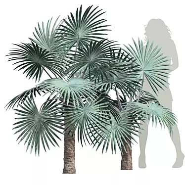 Detailed Bismarckia Nobilis Palm Models 3D model image 1 