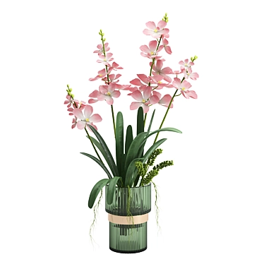 Indoor plant set 06-Vanda orchid