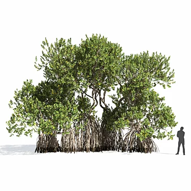 Avicennia Marina Mangrove Tree Set 3D model image 1 