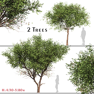 Chinese Cherry Tree Set (2 Trees) 3D model image 1 