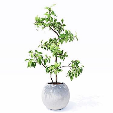 Optimized Indoor Plants 3D Models 3D model image 1 